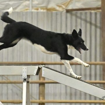 Border collie running in a agility contest