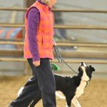 Border collie running in a agility contest