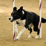 Border collie running in a agility contest