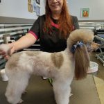 Apprentice Grooming poodle