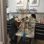 Apprentice grooming dog