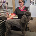 Apprentice and poodle