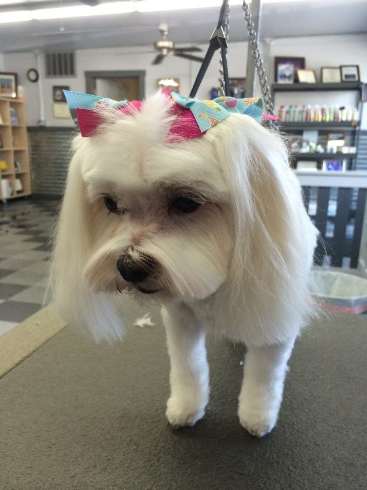 White dog with brows on ears
