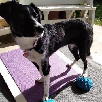 puppy Pilate
